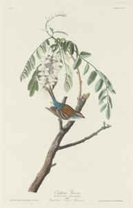 Chipping Sparrow, 1831. av Robert Havell