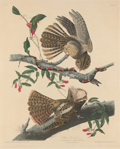 Chuck Wills enke, 1829. av Robert Havell