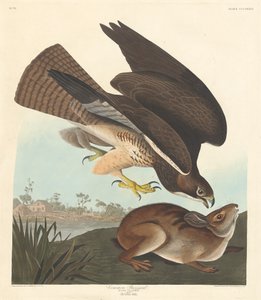 Buzzard, 1837. av Robert Havell