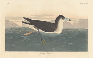 Dusky Petrel, 1836.    1156040   no       norwegian Successfully Translated  Original: Views: The Library, Venice Translat: Views: The Library, Venice 1297597 no norwegian Successfully Translated Original: Demolition of Waterloo Bridge, City of Westminster av Robert Havell
