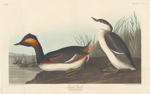 Eared Grebe, 1838. av Robert Havell