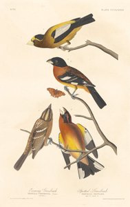 Evening Grosbeak og Spotted Grosbeak, 1837. av Robert Havell
