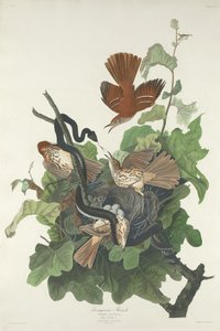 Jerntrost, 1831. av Robert Havell