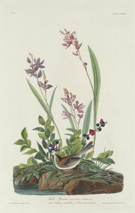 Markspurv, 1832. av Robert Havell
