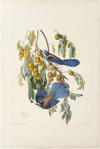 Florida Jay av Robert Havell
