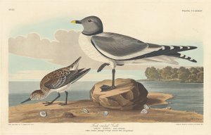 Gaffelhalemåke, 1835. av Robert Havell
