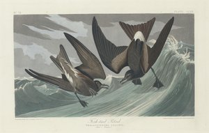 Gaffelhalepetrel, 1835. av Robert Havell