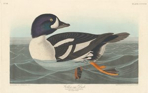 Golden-eye Duck, 1838. av Robert Havell