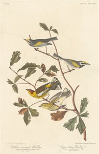Golden-winged Warbler og Cape May Warbler, 1838. av Robert Havell