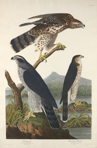 Goshawk og Stanley Hawk, 1832. av Robert Havell