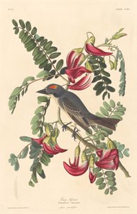 Gray Tyrant, 1833.    1160873   no       norwegian Successfully Translated  Original: Horse Guards, Westminster, London, 1851 Translat: Horse Guards, Westminster, London, 1851 1164240 no norwegian Successfully Translated Original: Queen Victorias Coronatio av Robert Havell