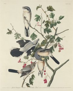 Great American Shrike eller Butcher Bird, 1834. av Robert Havell