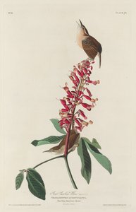Great Carolina Wren, 1830.    1155158   no       norwegian Successfully Translated  Original: Paris dom Translat: Paris dom 1263045 no norwegian Successfully Translated Original: Olga Bratt Translat: Olga Bratt 1358794 no norwegian Successfully Translated  av Robert Havell