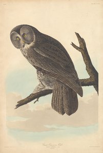 Stor kineugle, 1837. av Robert Havell