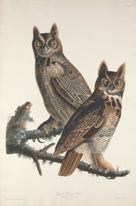 Stor hornugle, 1829.