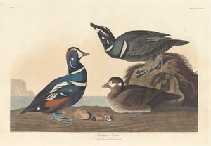 Harlekin Duck, 1836. av Robert Havell