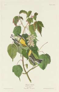 Hemlock Warbler, 1832. av Robert Havell