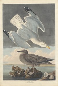 Sildemåke, 1836. av Robert Havell