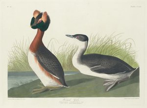 Horned doppe, 1835. av Robert Havell