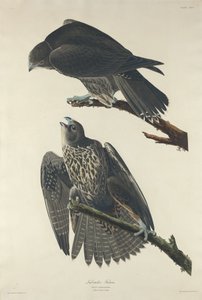 Labrador Falcon, 1834. norvegian av Robert Havell
