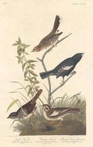 Lark Finch, Prairie Finch og Brown Song Sparrow, 1837. av Robert Havell