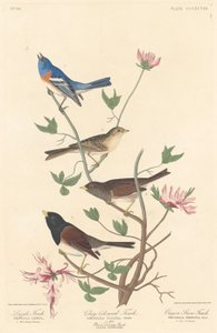Lazuli Finch, Clay-colored Finch og Oregon Snow Finch, 1837.