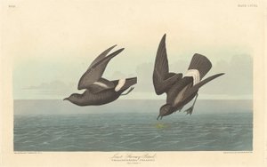 Minst stormfulle petrel, 1836. av Robert Havell