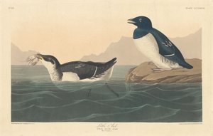 Lilleauk, 1836. av Robert Havell