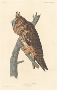Langøret ugle, 1837. av Robert Havell