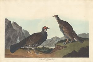Langhale eller Dusky Grous, 1837. av Robert Havell