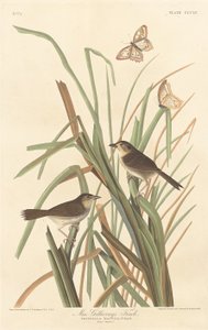 MacGillivray's Finch, 1837. av Robert Havell