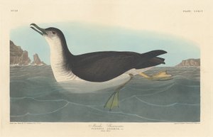Manks Shearwater, 1836.    1164868   no       norwegian Successfully Translated  Original: Parisienne Translat: Parisienne 1312253 no norwegian Successfully Translated Original: Bandbox detail, c. 1940. Translat: Bandbox detail, c. 1940. 1168022 no norwegi av Robert Havell