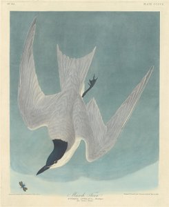 Marsh Tern, 1838. av Robert Havell