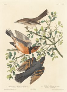 Fjellspottfugl og variert trost, 1837. av Robert Havell