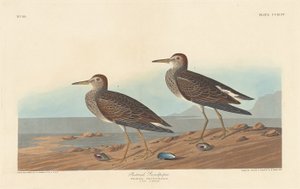 Pectoral Sandpiper, 1836. av Robert Havell