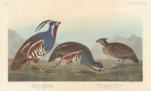 Plumed Partridge og Thick-legged Partridge, 1838. av Robert Havell