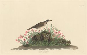 Prairie tittelark, 1830. av Robert Havell