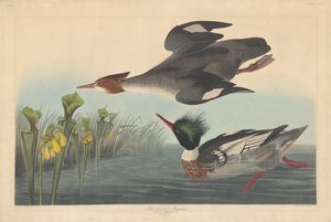 Rødbryst Merganser, 1838. av Robert Havell
