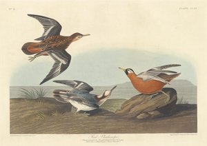 Rød Phalarope, 1835. av Robert Havell