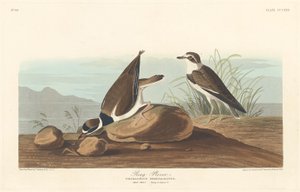 Ringpløver, 1836. av Robert Havell