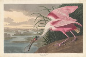Roseate skestork, 1836. av Robert Havell