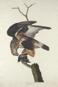 Rough-legged Falcon, 1833. av Robert Havell