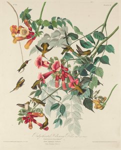 Ruby-throated Humming Bird, 1828. av Robert Havell