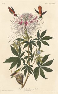 Ruffnakket kolibri, 1837. av Robert Havell