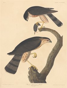 Sharp-shined Hawk, 1837. av Robert Havell