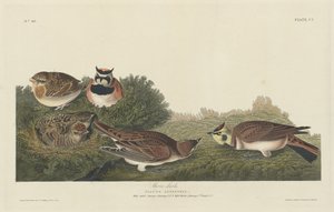 Shore Lark, 1834. av Robert Havell