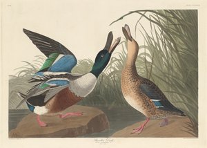 Shoveller Duck, 1836. av Robert Havell
