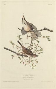 Song Sparrow, 1827. av Robert Havell