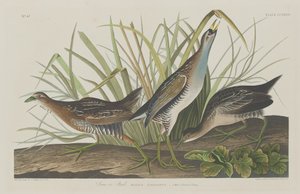 Sora eller jernbane, 1834. av Robert Havell