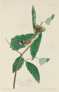 Swainson's Warbler, 1828. av Robert Havell